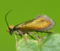 Micropterix aruncella