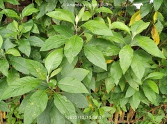 Gymnanthemum amygdalinum