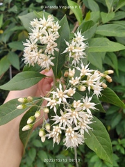 Gymnanthemum amygdalinum