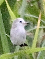 Arundinicola leucocephala