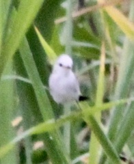 Arundinicola leucocephala