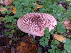 Echinoderma