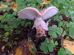 Echinoderma