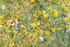 Senecio pterophorus
