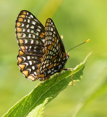 Euphydryas phaeton