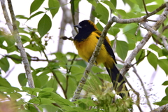 Icterus prosthemelas