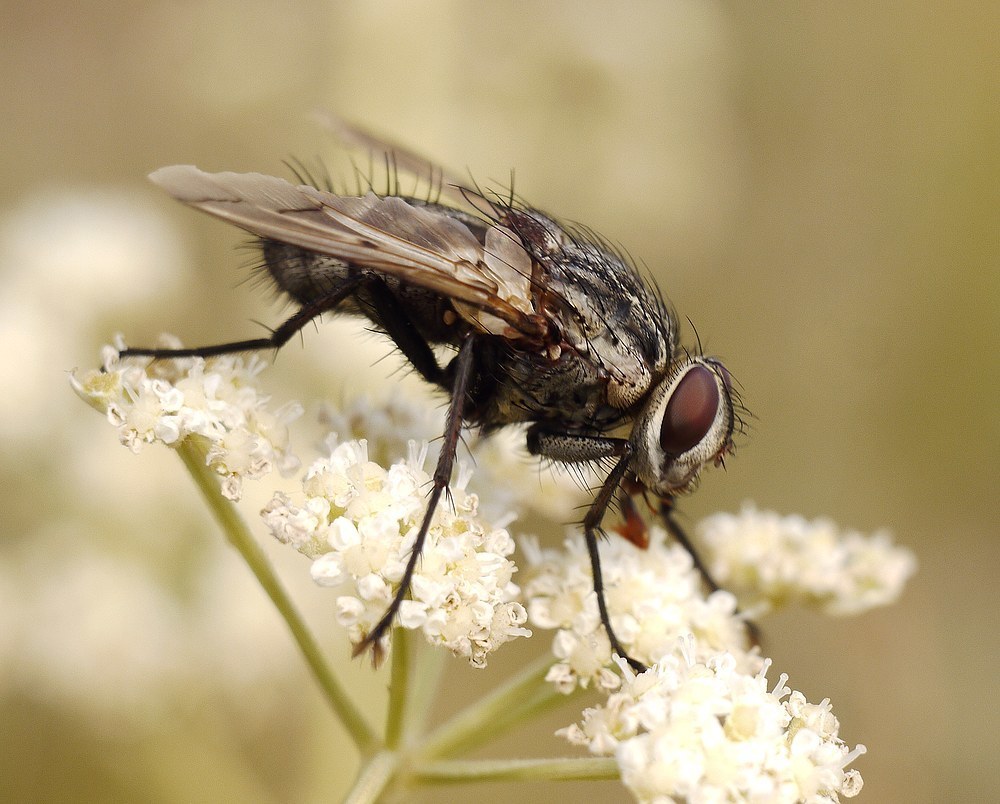 Estheria picta