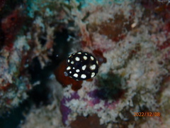 Lactophrys triqueter