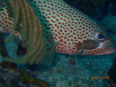 Cephalopholis cruentata