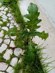 Galactites tomentosus