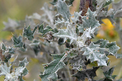 Berkheya heterophylla
