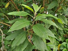 Gymnanthemum amygdalinum
