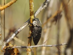 Capnodis tenebrionis