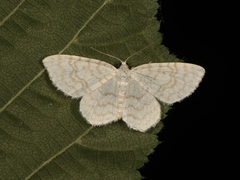Asthena albulata