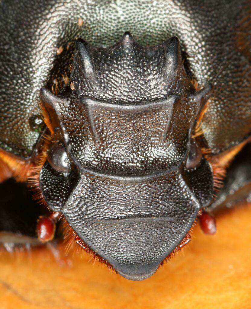 Heteronitis castelnaui