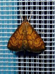 Ecpyrrhorrhoe rubiginalis