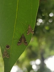 Strepsinoma
