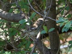 Cercotrichas leucophrys