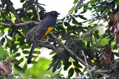 Trogon melanocephalus