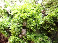 Syntrichia latifolia