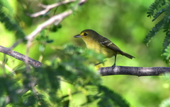 Vireo pallens