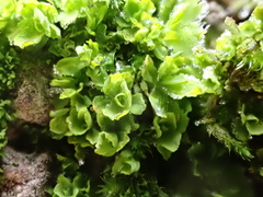 Syntrichia latifolia