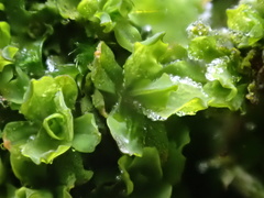 Syntrichia latifolia