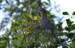Patagioenas flavirostris