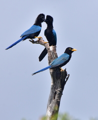 Cyanocorax yucatanicus