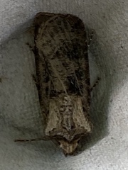 Agrotis clavis
