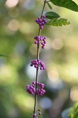 Callicarpa brevipes