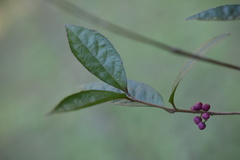 Callicarpa brevipes
