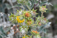Berkheya heterophylla