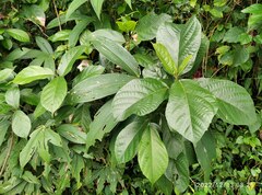 Ficus montana