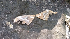 Attacus taprobanis
