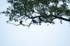 Lanius melanoleucus