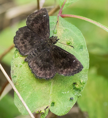 Staphylus hayhurstii