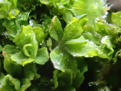 Syntrichia latifolia