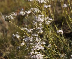 Gypsophila collina