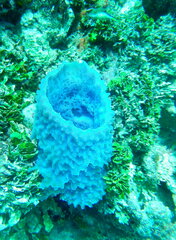 Callyspongia plicifera