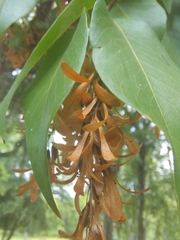 Ruprechtia laxiflora
