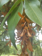 Ruprechtia laxiflora