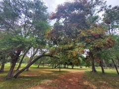 Ruprechtia laxiflora