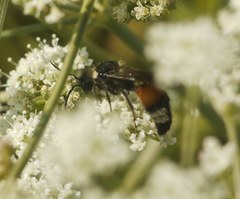 Trogaspidia catanensis