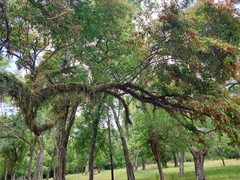 Ruprechtia laxiflora