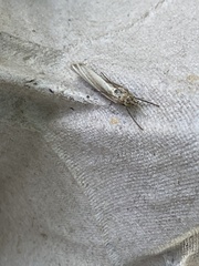 Crambus pascuella