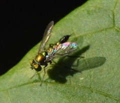 Condylostylus caudatus