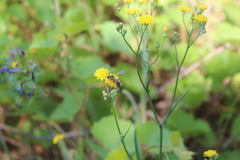 Dasypoda