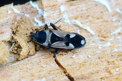 Raglius confusus