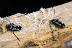 Raglius confusus